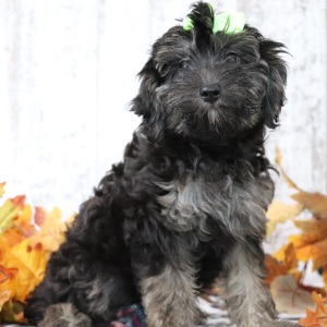 Maltipoo Puppy Penelope