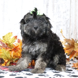 Maltipoo Puppy Penelope