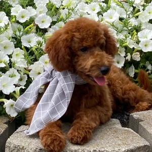 Goldendoodle Puppy Watts