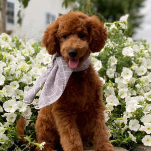 Goldendoodle Puppy Watts