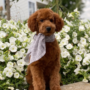Goldendoodle Puppy Watts