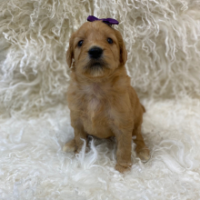 Goldendoodle Puppy Kaydee