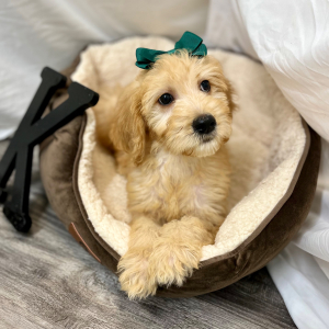 Goldendoodle Puppy Kaydee