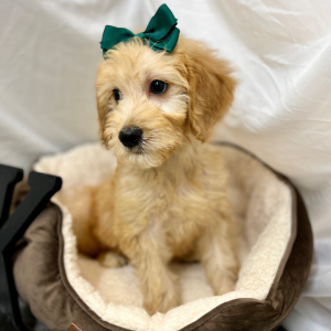 Goldendoodle Puppy Kaydee