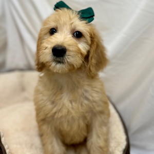 Goldendoodle Puppy Kaydee