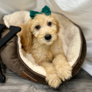Goldendoodle Puppy Kaydee