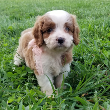 Cavapoo Puppy Isabelle