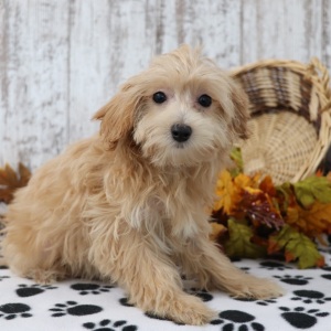 Maltipoo Puppy Madison