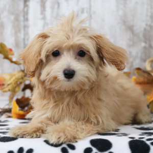 Maltipoo Puppy Madison