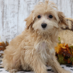 Maltipoo Puppy Madison