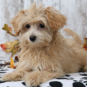 Maltipoo Puppy Madison