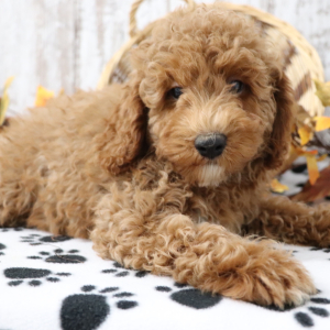Poodle Puppy Tucker