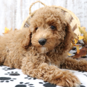 Poodle Puppy Tucker