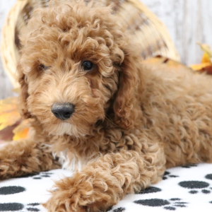 Poodle Puppy Tucker
