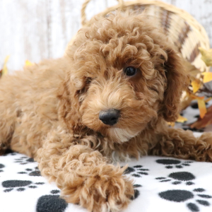 Poodle Puppy Tucker