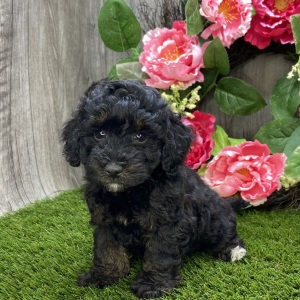 Havapoo Puppy Wardell