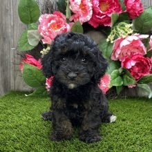Havapoo Puppy Wardell