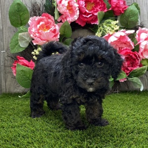 Havapoo Puppy Wardell