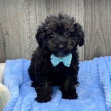 Havapoo Puppy Wardell