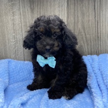 Havapoo Puppy Wardell