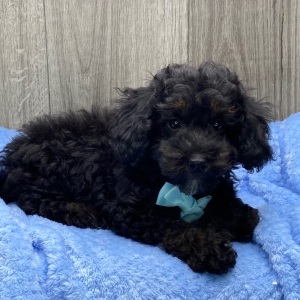 Havapoo Puppy Wardell