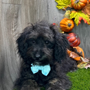 Havapoo Puppy Wardell