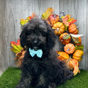 Havapoo Puppy Wardell