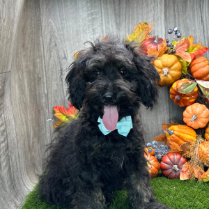 Havapoo Puppy Wardell