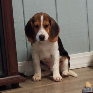 Beagle Puppy Caption