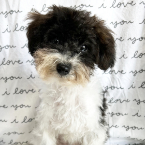 Poodle Puppy Jerry
