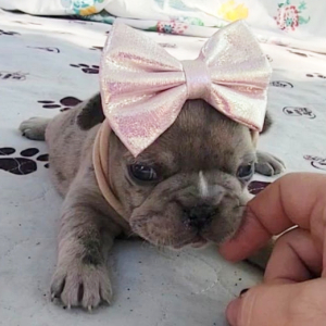 French Bulldog Puppy Prada
