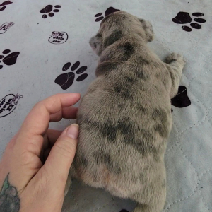 French Bulldog Puppy Prada