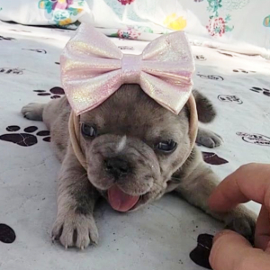 French Bulldog Puppy Prada