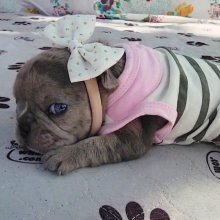 French Bulldog Puppy Prada