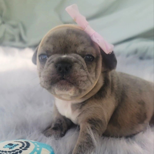 French Bulldog Puppy Prada