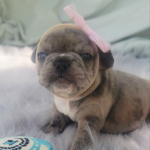 French Bulldog Puppy Prada