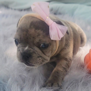 French Bulldog Puppy Prada