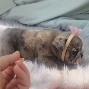 French Bulldog Puppy Prada