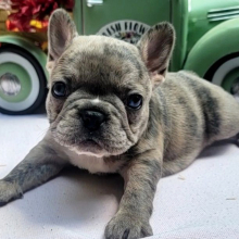 French Bulldog Puppy Prada