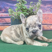 French Bulldog Puppy Boomer