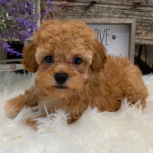 Poodle Puppy Summer