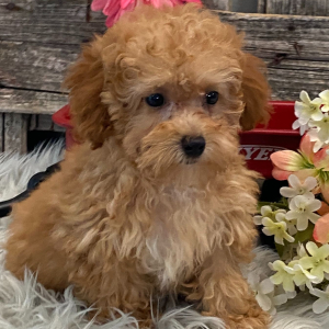 Poodle Puppy Summer