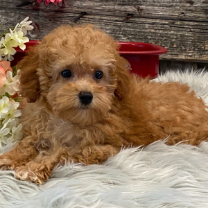 Poodle Puppy Summer