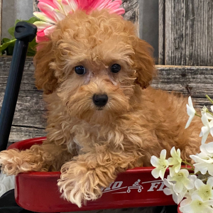 Poodle Puppy Summer