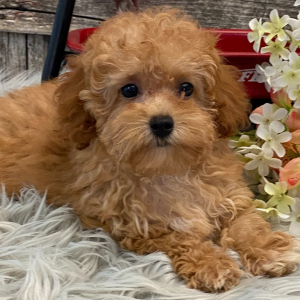 Poodle Puppy Summer