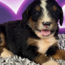 Bernedoodle Puppy Brittany