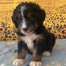 Bernedoodle Puppy Brittany