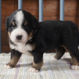 Bernese Mountain Dog Puppy Oakley