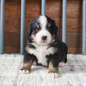 Bernese Mountain Dog Puppy Oakley