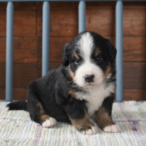Bernese Mountain Dog Puppy Oakley